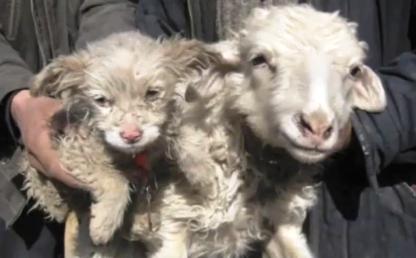 يلي ما بيحضر ولادة عنزتو بتجبلو جرو