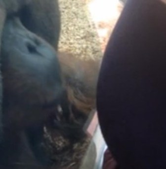 بالفيديو.. امرأة تكتشف أنها حامل بعد قبلة من قرد