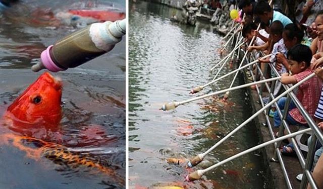 هكذا يطعمون الأسماك في الصين بدلا من صيدها