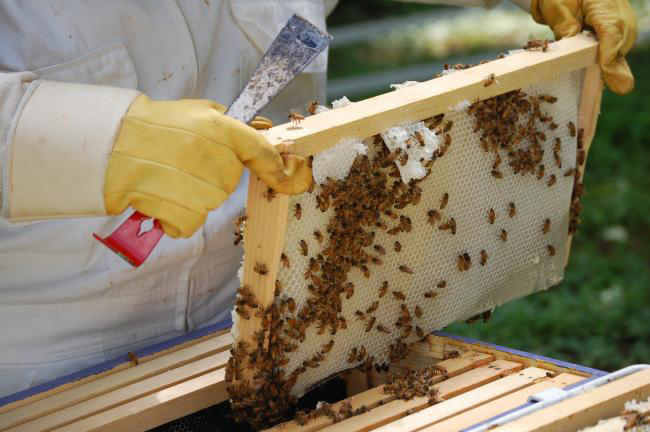 تزايد بيع العسل المغشوش.. نحالون يحذّرون من انتشاره بالأسواق ومشاكل تحتاج لحلول