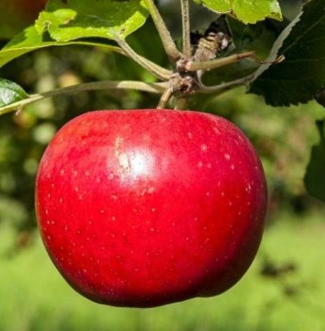ما سر فائدة تناول تفاحة واحدة يوميًا؟