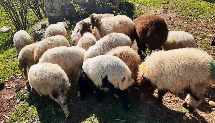 ليست بأحسن أحوالها .. تناقص حاد بالثروة الحيوانية في اللاذقية وغلاء أسعار الأعلاف ومستلزمات التربية يؤثر في الإنتاجية
