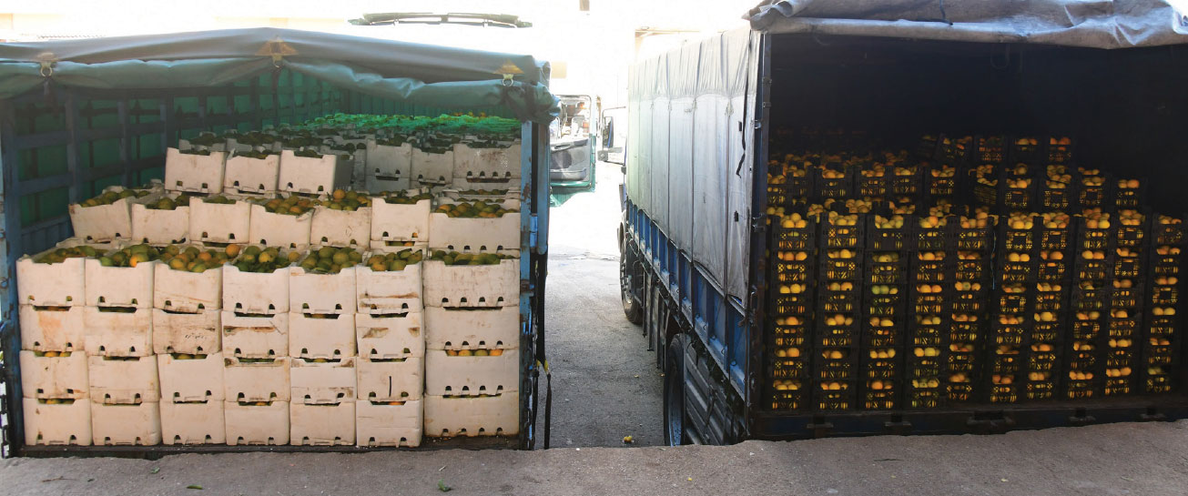 سورية تصدر 625 طن حمضيات و200 طن بندورة يومياً … مزارعو الساحل اتجهوا للموز والأناناس والأفوكادو