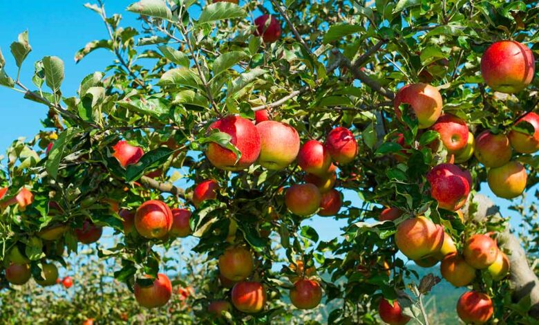 مزارعو التفاح في حماة يشتكون: السعر في البستان بـ 200 ليرة وفي الأسواق بـ 3000..!
