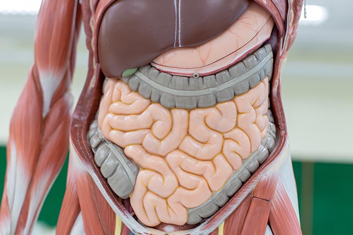 9 حقائق مثيرة لا تعرفها عن جهازك الهضمي
