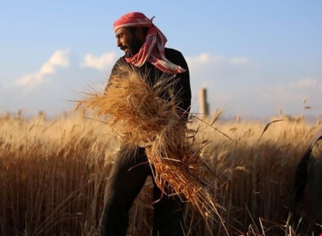 عندما تنقذ البذور السورية القمح الأميركي