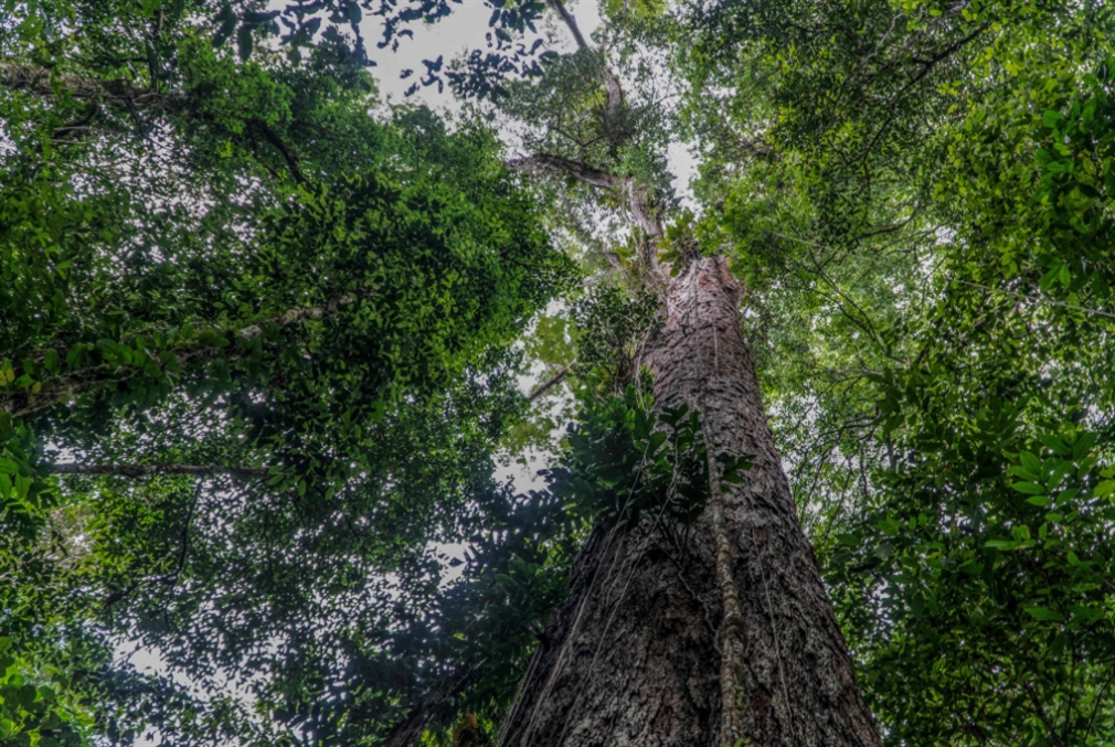 علماء يصلون إلى أطول شجرة في الأمازون
