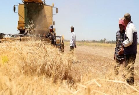 وزير الزراعة السوري: إنتاجنا من القمح هذا العام 1.7 مليون طن ونحتاج 3.2 مليون طن
