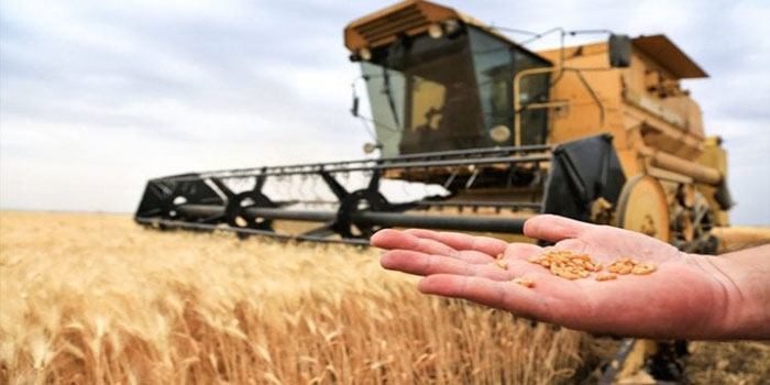 أخيراً اهتدينا إلى الخلل الذي نسف “آمال القمح”.. الزراعة: اعتماد أصناف جديدة.. والإنتاجية ليست مسؤوليتنا وحدنا
