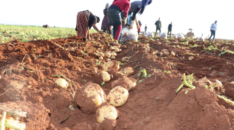 اتحاد غرف الزراعة: تصدير البطاطا إيجابي والسعر في الأسواق 1500 ليرة لعام كامل
