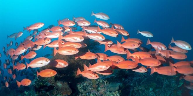 أسماك من البحر الأحمر تغزو المتوسط بسبب ارتفاع درجات الحرارة
