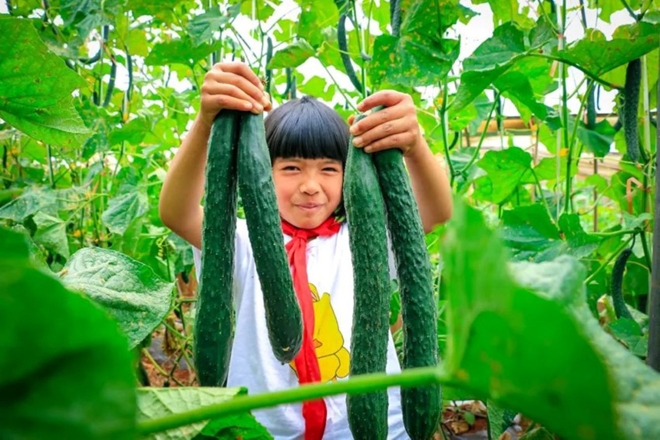 تلاميذ مدرسة ابتدائية في الصين.. يأكلون مما يُنتجون ويبيعون الفائض في السوق
