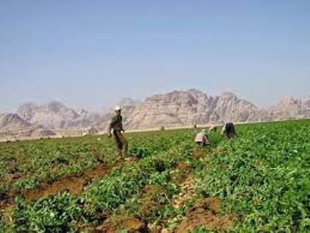 الحظر الأردني على المنتَجات الزراعية: أبعدُ من «كوليرا»
