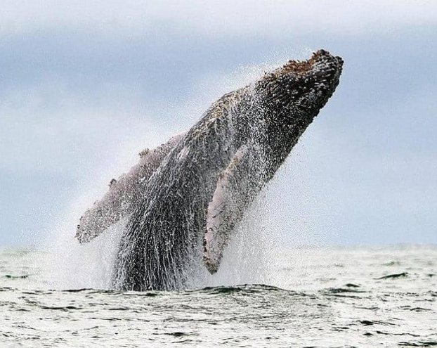 كيف تحمي الحيتان صغارها؟.. دراسة تكشف 