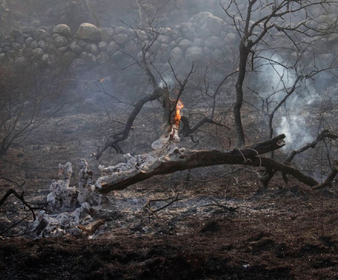 نشوب الحرائق بوقت واحد في مناطق متعددة كان مقصودا لتشتيت الجهود.. حرائق الغابات حصلت بفعل بشري