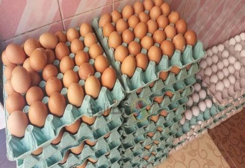 مربو الدواجن يعزفون عن الإنتاج..تكلفة البيضة الواحدة 588 ليرة سورية
