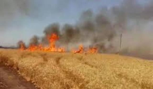 ترامب يوقع أوامر بإحراق حقول القمح في سورية