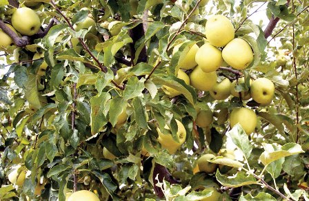 مزارعو التفاح يطالبون بتسويق إنتاجهم في اللاذقية … «السورية للتجارة»: مجرد دخلنا إلى السوق ارتفع سعر التفاح
