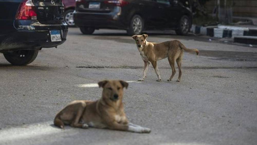 هاجمتها كلاب ضالة.. وفاة طبيبة مصرية بأزمة قلبية مفاجئة
