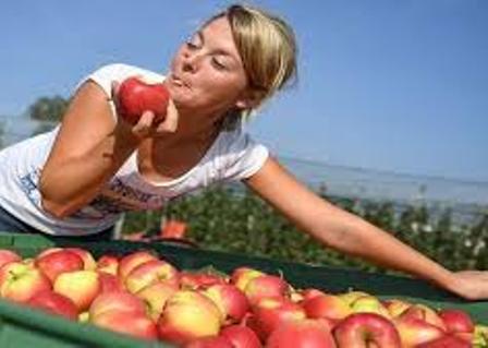 قشور التفاح قادرة على محاربة أخطر أمراض العصر