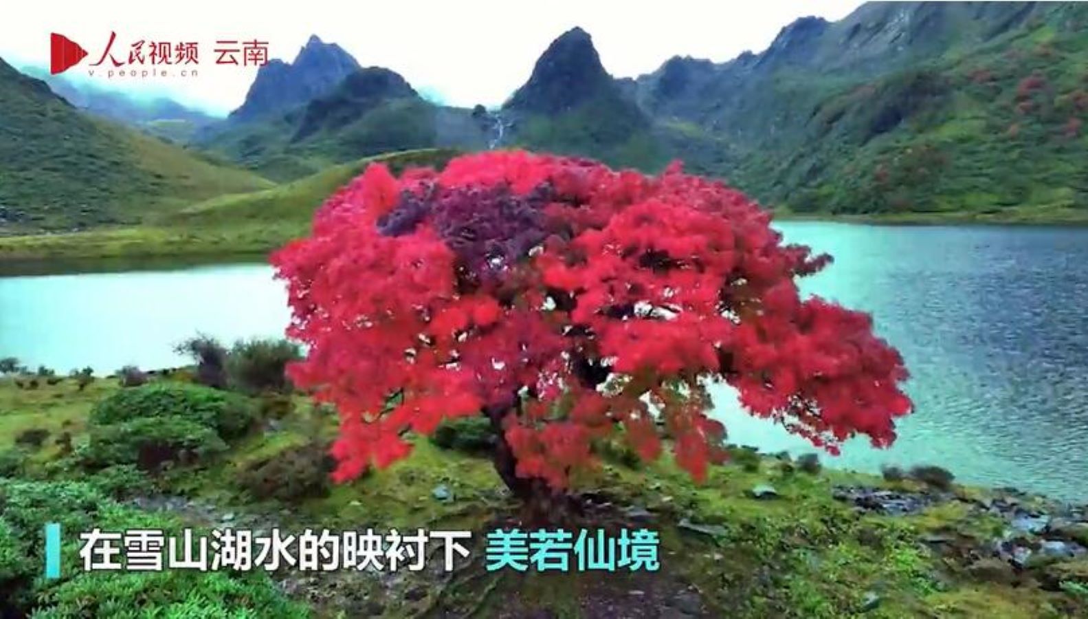 من عجائب الطبيعة.. شجرة بأوراق حمراء قانية
