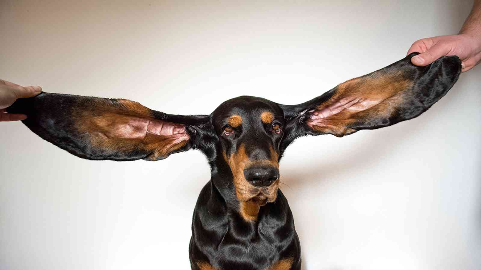 كلب يدخل موسوعة غينيس بأطول أذنين في العالم
