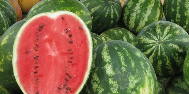في هذا الصيف كيف تختار البطيخ الحلو ؟
