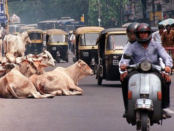 دهس الأبقار لجلب الحظ والرخاء في الهند