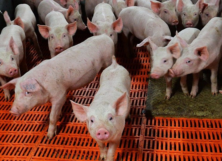 بسبب لحم الخنزير… صيني يخضع لعلاج بعد اكتشاف 700 دودة شريطية في دماغه 