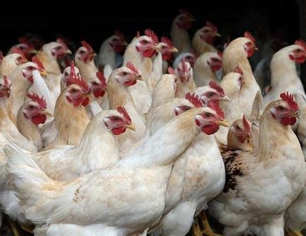 آلاف الدجاجات تنقر ثعلبا حتى الموت!
