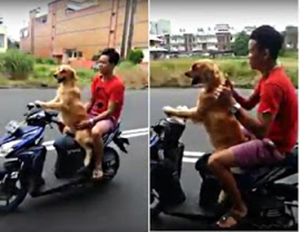 فيديو : شاهد كلب يقود دراجة نارية