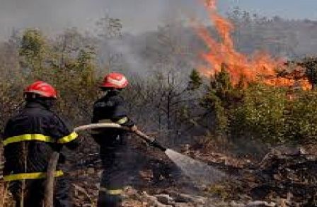 الحرائق تهدّد غاباتنا بالفناء والصيف شرارة الخطر!! ..في كلِّ عام نضع الخطط ونتخذ الإجراءات الاحترازية.. ولكن!