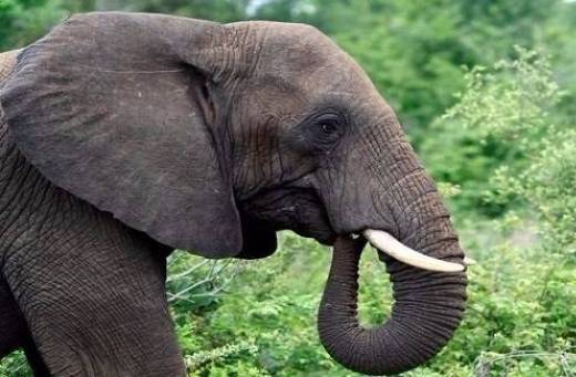 فيل يدوس مدربه حتى الموت بعدما استخدم العصا لضربه!