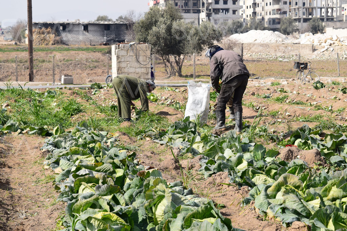 الزراعة في ريف دمشق.. تحديات إنتاجية ومناخية وانتظار طويل  لتنفيذ البرامج الزراعية