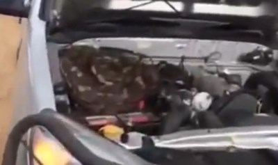 بالفيديو: رجل يعثر على ثعبان رهيب داخل محرك سيارته