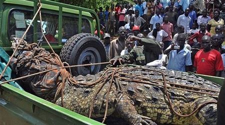 "القبض" على ثاني أكبر تمساح في العالم بعد قتله والتهامه ستة أشخاص