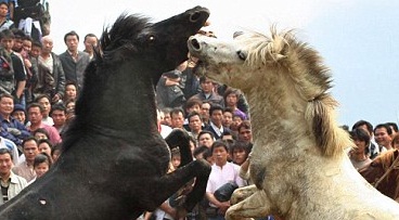 مصارعة حتى الموت للخيول فى الصين..شاهد الصور 