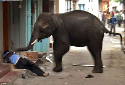 فيل برى يقتل مواطناً بجنوب الهند..شاهد الصور