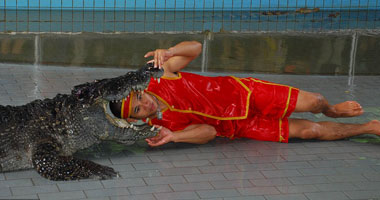 تايلاندي يضع رأسه فى فكى التمساح ..شاهد الصور