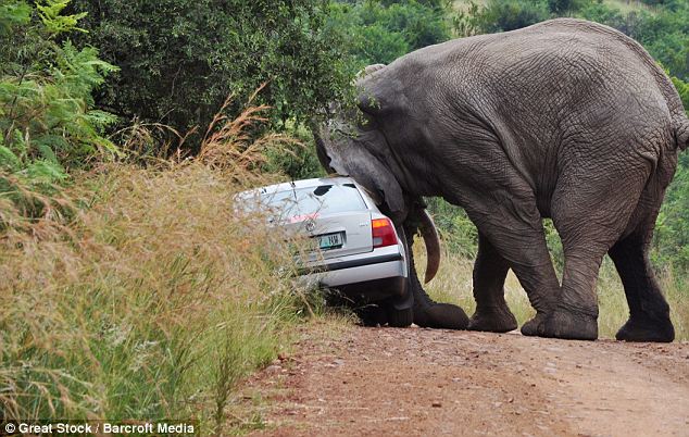 فيل هائج جنسياً يهاجم سيارة ويطيح بها  رأساً على عقب  .. شاهد الصور