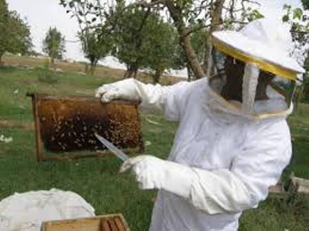 تراجع تربية النحل بسبب الإرهاب.. 11 مركزاً لانتاج العسل ومستلزماته كلفتها 180 مليون ليرة