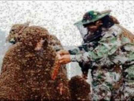 بالفيديو..رجل صيني يتحمل 109 كيلوغرامات من النحل على جسده العاري