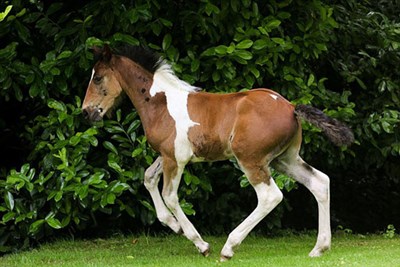 بالفيديو والصور.. علامة بيضاء على ظهر حصان تجعله أحد اندر واجمل الخيول في العالم