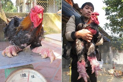 بالصور.. "دونغ تاو" دجاج نادر بساق التنين