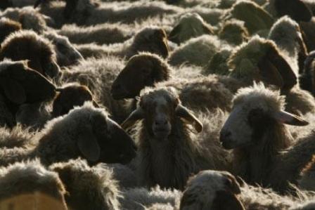 المفاضلة بين الحياة أو بيع القطيع: الثروة الحيوانية تحت رحمة تجّار الأزمة