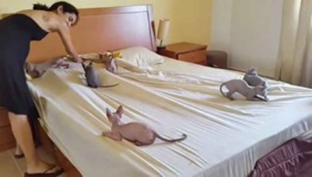 بالفيديو.. مجموعة قطط تُساعد امرأة على ترتيب سريرها!