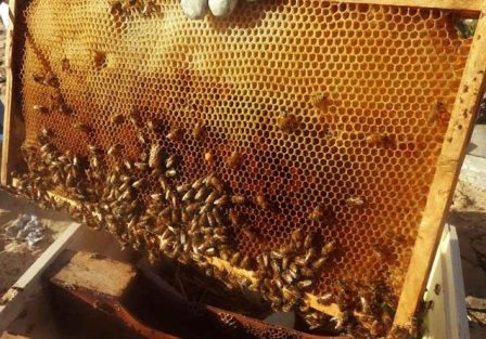الذهب السائل..”العسل السوري ” ثروة حقيقية ومساعي حثيثة لزيادة إنتاجه