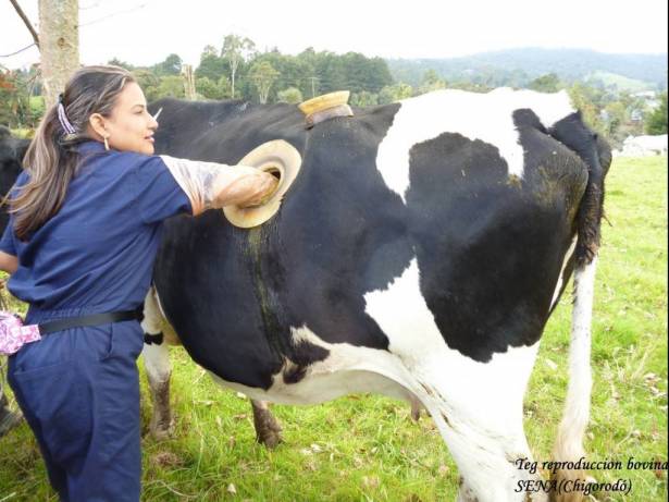 لماذا تقوم المزارع الأميركية بعمل ثقوب كبيرة في أجساد الأبقار؟