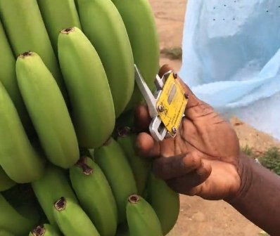 العلماء يصارعون لإنقاذ الموز من الانقراض
