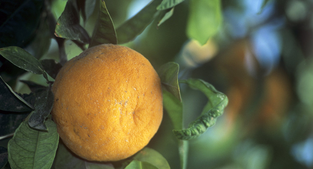 احذر من تناول عصير البرتقال عند الإصابة بنزلات البرد